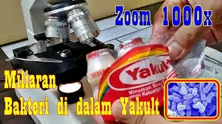 ZOOM 1000X : MILIARAN BAKTERI LACTOBASSILUS DALAM SEBOTOL YAKULT