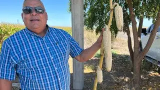 Hasta 5 mazorcas por planta de maíz esta variedad si vale la pena sembrar en nuestras parcelas