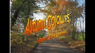 Autumn colours at North Cliffe woods