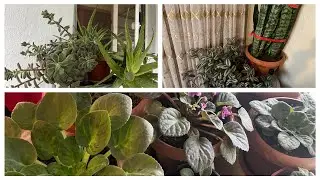 Menekşe çiçeği bakımı nasıl olur  🧿✅yengemin çiçekleri 