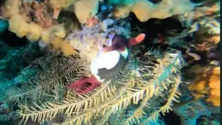 【パングラオ】海中の神秘｜バラクーダ・ウミガメ・カラフルなウミウシ