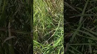 Calling a mink to my feet  !!!