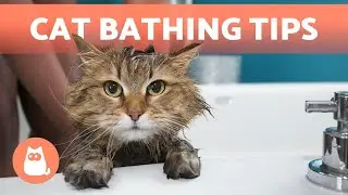 Как приучить кошку к купанию 🐈🛁 (4 совета)
