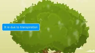 Why it is Cooler under trees?