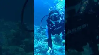 💫diving into the ocean #shorts #scubadiving #diving #scuba #scubadivinggirl #divingwomen #dive #sea