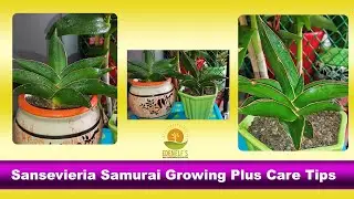 Samurai Dwarf Care Guide /Sansevieria Ehrenbergii// How to grow / Tropical / Snake Plant.
