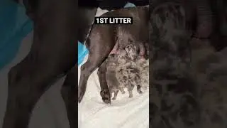 TSUNAMI WELCOMED HER FIRST LITTER. SUBSCRIBE FOR MORE. #subscribe #puppy #whelping