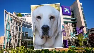 Local children&rsquo;s hospital welcomes 1st male facility dog