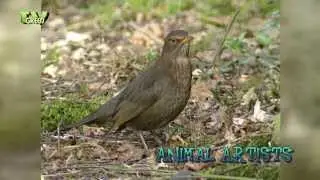 Garden Birds: Blackbird, Robin,Great tit, Finch - Merel, Roodborst, Koolmees, Vink