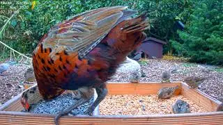 ~Bird Feeder Cam - Recke, Germany (Hedgehog & Bird watching) - BAŻANT , BOJOWE WR&Oacute;BLE , SIERP&Oacute;WKI ~