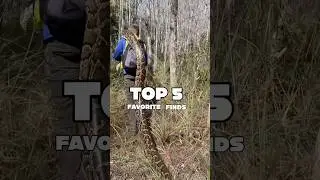 Это были наши пять любимых находок в Эверглейдс во Флориде в этом году. Множество питонов!