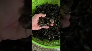 brown mussel done cleaning ready for boiling || remy labz vlog #short #asmr #brownmussel