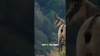 3 fun facts about markhor you never knew #animalfacts #shortsvideo #wildlifeanimals #wildfactsdaily