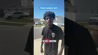 Пчелы против ос 😂