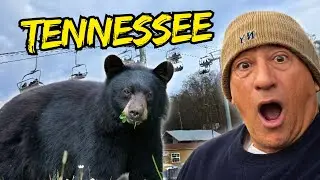 Exploring Tennessee: Wild Bears, Epic Waterfalls, and the Best Music 🐻🏞️ | Episode 10
