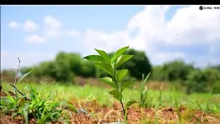 GLOBAL TRIBE FARM DOCUMENTARY