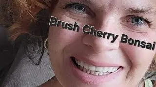 Brush Cherry Bonsai
