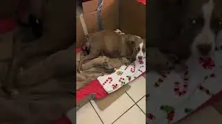 Pitbull giving birth