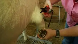 Goat or Sheep Hoof Trimming for Beginners