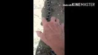 Child of Miss Hiss - bonding with a Bull Snake