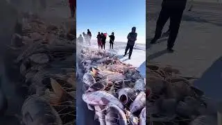 BIGGEST ICE FISHING FESTIVAL On Earth? Chagan Lake Goes WILD ❄️🔥