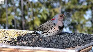 Northern Flicker, Quispamsis