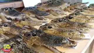 Gator Spot