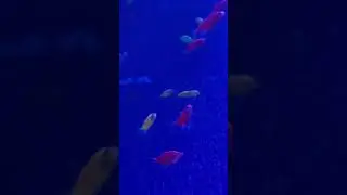 Under water Tunnel Aquarium #aquarium #waterpark