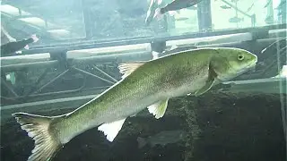 マルタウグイ　Pacific redfin　Tribolodon brandtii