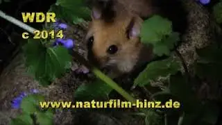 Kleiner Langschl&auml;fer hellwach - die Haselmaus (Trailer)
