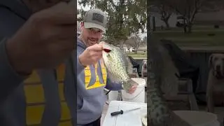 This is how I clean my #crappie | Do you use an electric knife, or old school knife like me?