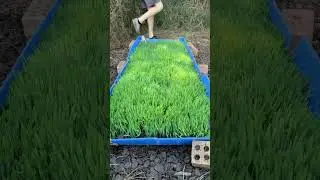 How I grew a jumbo grass carpet for my guinea pigs