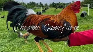 FARM VISIT CHROME GAME FARM BRUCE BARNET SWEATER BEAUTIFUL GAMEFOWL🐓🐓