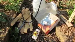 (7 of 9) Growing Tomatoes & Peppers: Prevention, Splash Barrier, Aspirin & Sprays, Planting