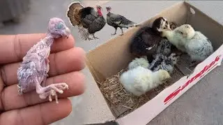 Setup Pe Turkey Bird's 🦃 Ka Chick's Aa Gaya 😯 || Bird's In City