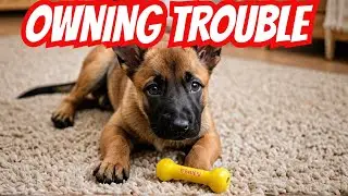 Expert Warns 5 Common Mistakes New Belgian Malinois Owners Make