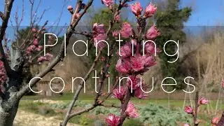 🌱 Planting Onions, Radishes & Dill 🌿 Easy Gardening Tips & Seed Tray Review