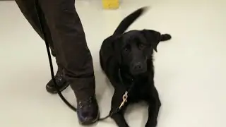 A New Class of Wildlife Detection Dogs