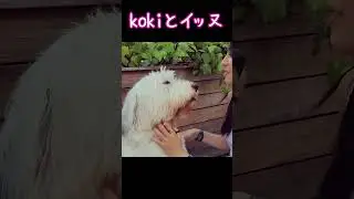 【キムタク娘】愛犬と戯れるkoki #cocomi #koki #キムタク #娘 #工藤静香 #Shorts