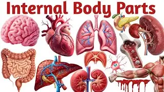 Internal Body Parts Name for Kids | Human Body Organs in English & Hindi | Kids Learning |