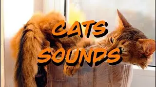 15 Minutes of Cat Meowing Sounds 🐱 | Call Your Lost Cat Back Home
