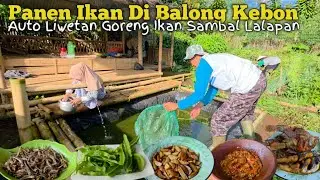 KEHIDUPANKU DI DESA | BERSIHKAN KEBUN PANEN IKAN MASAK IKAN NASI LIWET