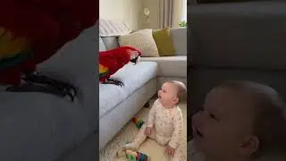 Cute Home Video Baby And Talking Parrot  #viral #baby #cutevideo #funny #trending