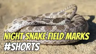 Night Snake Field Marks #shorts