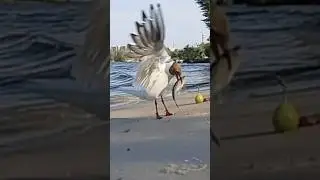 Сюрприз для чайки.SURPRISE for seagull.