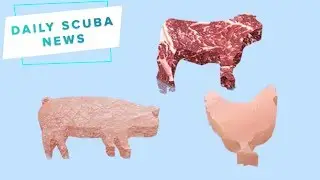 Daily Scuba News - Lab Grown Fish Fingers