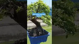 Satu pohon bisa beli motor #bonsai #bonsaitree #hargabonsai