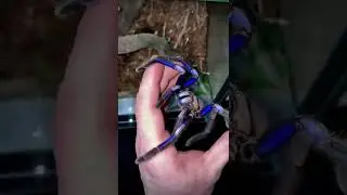 Electric Blue Tarantula Is Brighter Than Any Other Tarantula!⚡ #shorts