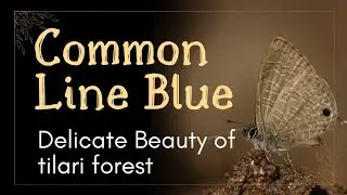 Delicate Beauty: The Common Line Blue Butterfly | Butterflies of Western Ghats | Amol Lokhande