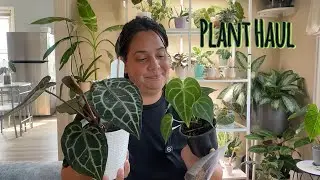 Mini plant haul 🌿 Am I becoming obsessed with Anthuriums? 😱